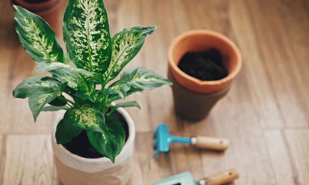 Αυτό το φυτό που υπάρχει σε χιλιάδες σπίτια προκαλεί τοξική δηλητηρίαση